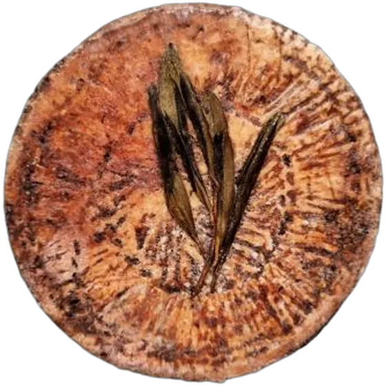Don Olivo — harde kaas uit Veneto (La Casearia Carpenedo, Treviso)